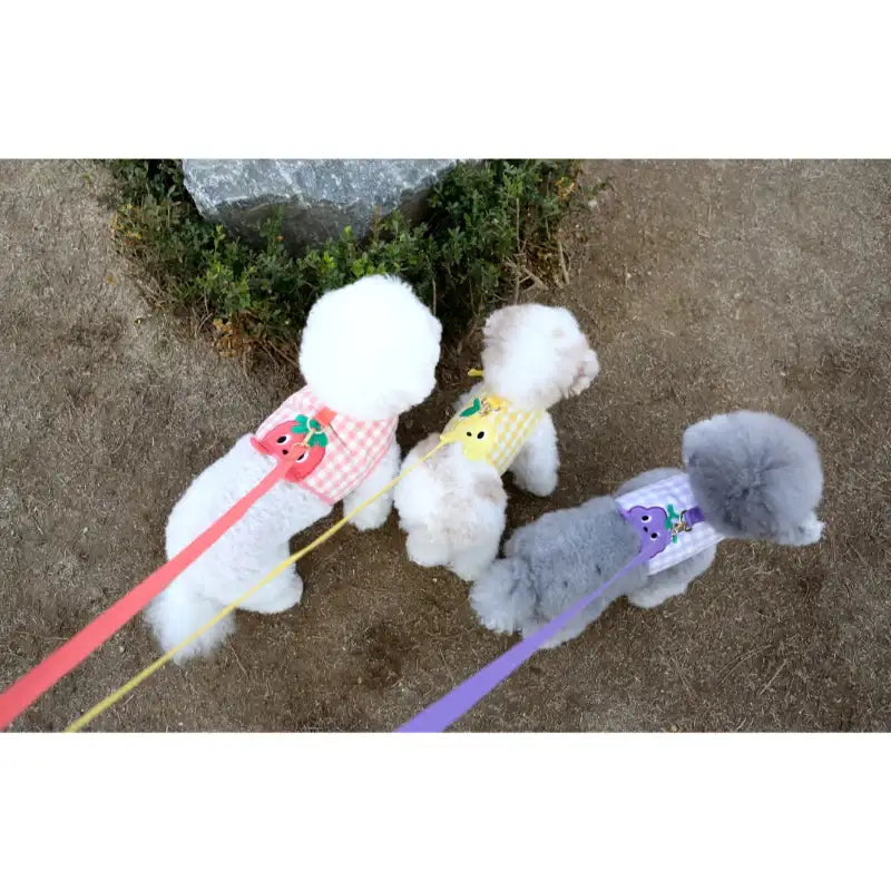 ITSDOG - Pet Jam Jam Peekaboo Harness - ITSDOG - Pet Accesories - Harumio