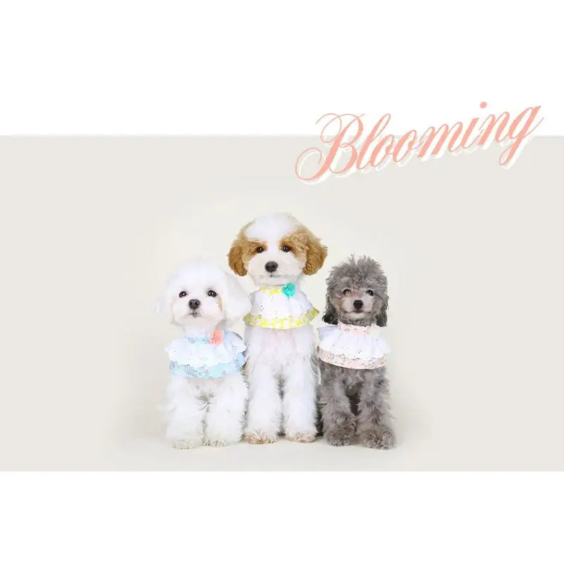 ITSDOG - Pet Blooming Cape - ITSDOG - Pet Accesories - Harumio