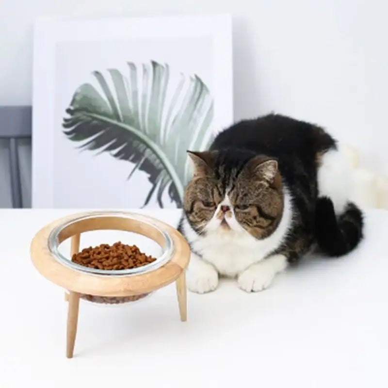 Yog!ssw - Pet Custom Transparent Wooden Bowl - Jungle Monster - Pet - Harumio