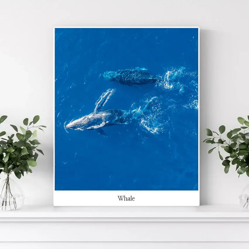 SD Photo - Dasomuni Whale Panting (Inspired by Extraordinary Attorney Woo) - SD Photo - Home & Living, Accessories - Harumio
