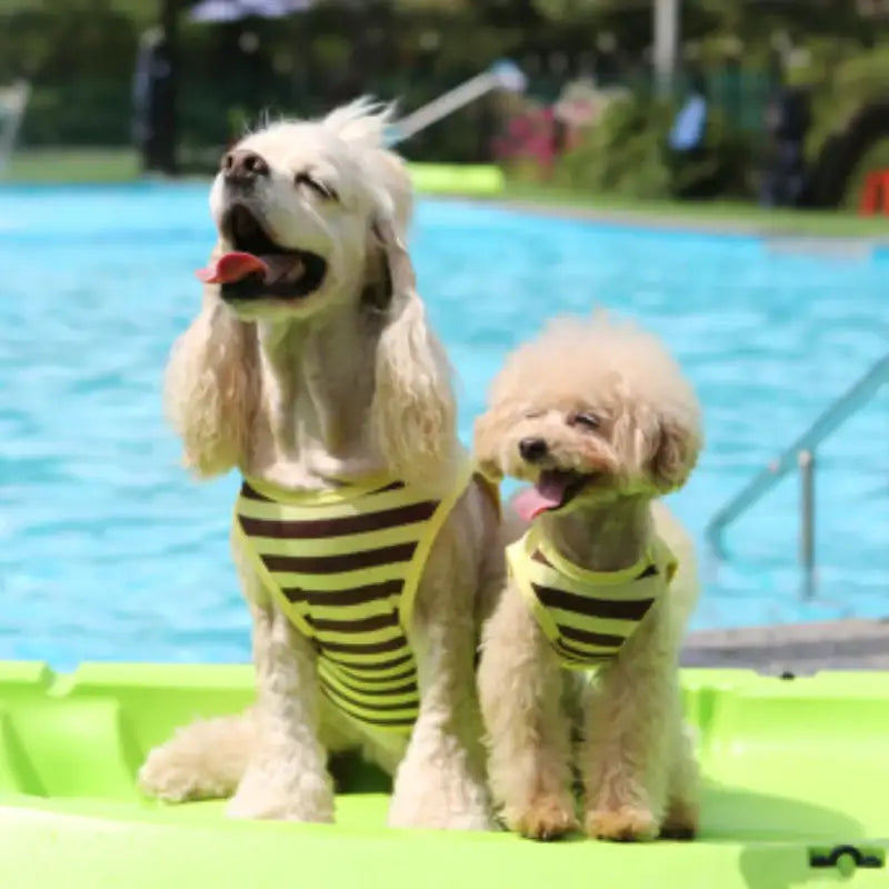 ITSDOG - Pet Honey Bee Rash Guard - ITSDOG - Pet Clothes - Harumio
