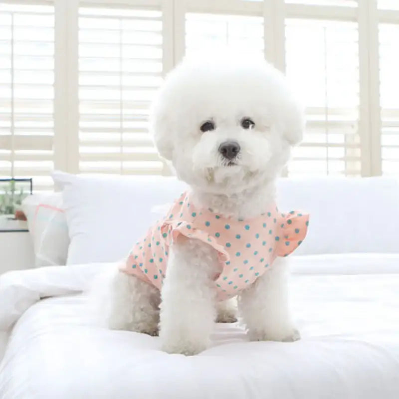 ITSDOG - Pet Sweet Day Cotton T-Shirt - ITSDOG - Pet Clothes - Harumio