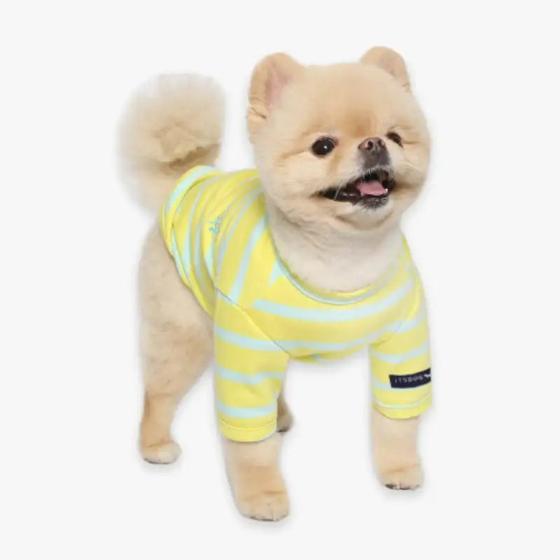 ITSDOG - Pet Neon Candy Striped T-Shirt - ITSDOG - Pet Clothes - Harumio