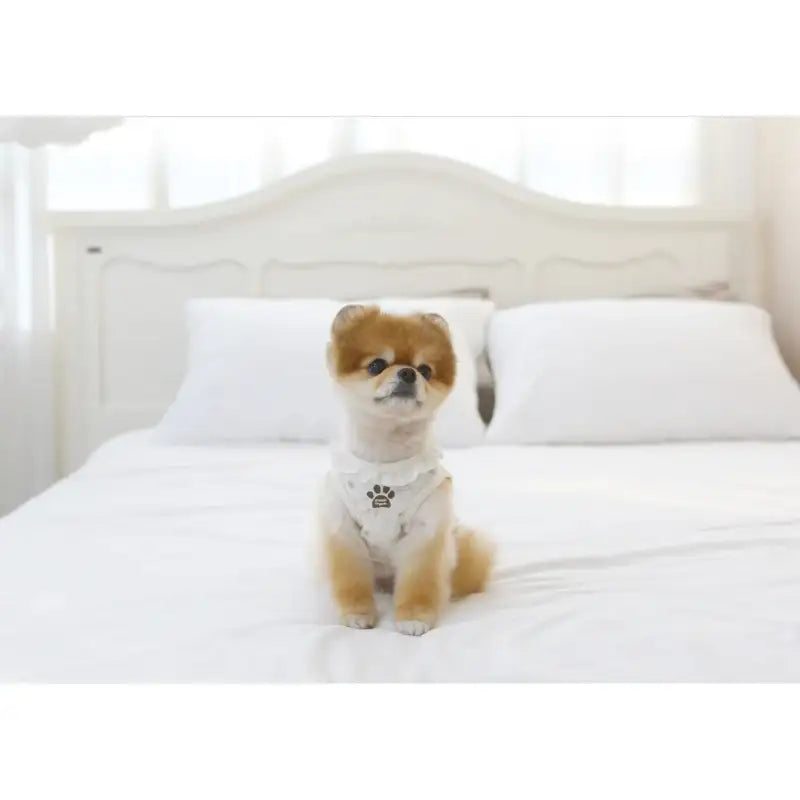 ITSDOG - Pet Organic Bunny Bunny T-Shirt - ITSDOG - Pet Clothes - Harumio
