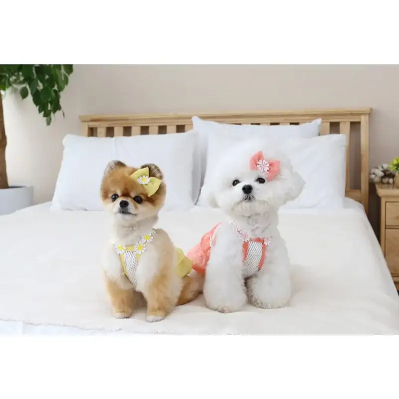 ITSDOG - Pet Daisy Balloon T-Shirt - ITSDOG - Pet Clothes - Harumio