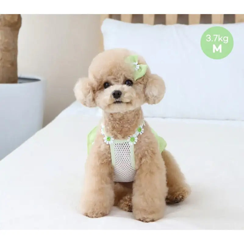 ITSDOG - Pet Daisy Balloon T-Shirt - ITSDOG - Pet Clothes - Harumio