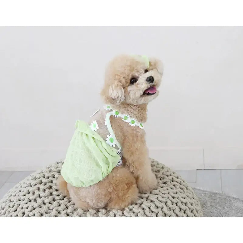 ITSDOG - Pet Daisy Balloon T-Shirt - ITSDOG - Pet Clothes - Harumio