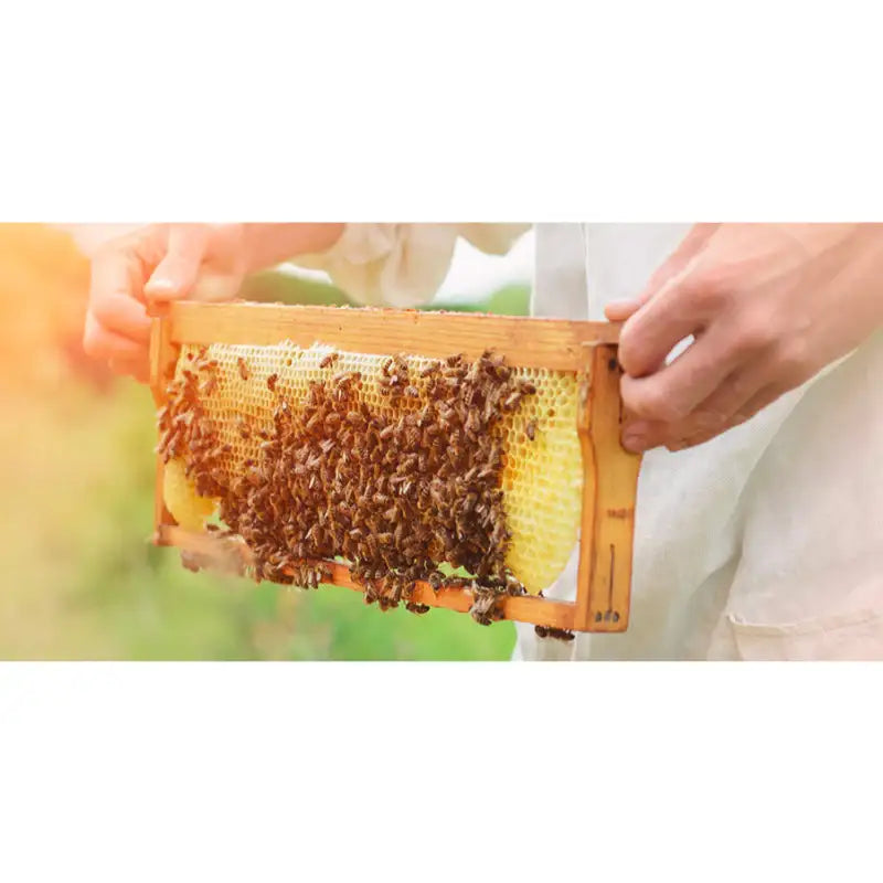 SKINFOOD - Royal Honey Propolis Enrich Essence - Special Set - SKINFOOD - Facial Essence - Harumio