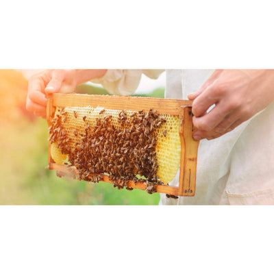 SKINFOOD - Royal Honey Propolis Enrich Essence - Special Set