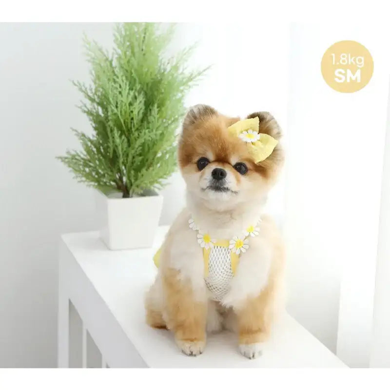 ITSDOG - Pet Daisy Balloon T-Shirt - ITSDOG - Pet Clothes - Harumio