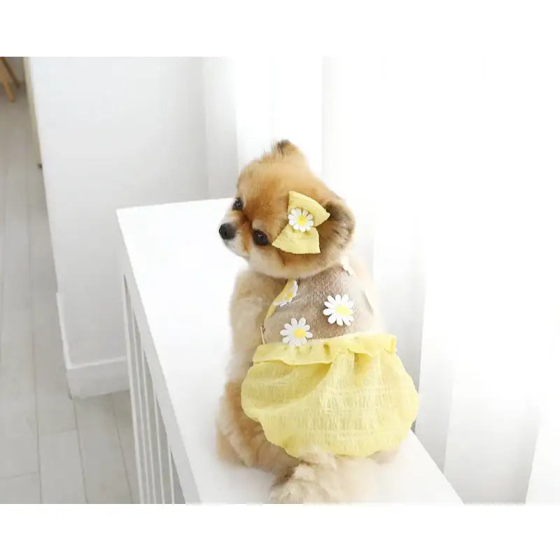 ITSDOG - Pet Daisy Balloon T-Shirt - ITSDOG - Pet Clothes - Harumio